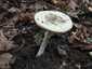 Citromgalóca (Amanita citrina), Somogy